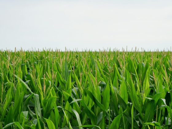 a field of green grass with a sky in the background